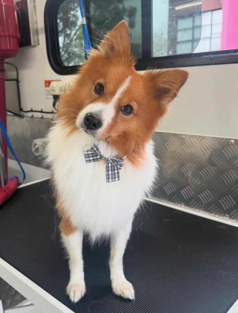 Pomeranian with a bow tie after grooming